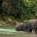 Tangkahan Langkat, the Charm of Exotic and Beautiful Natural Tourism in North Sumatra