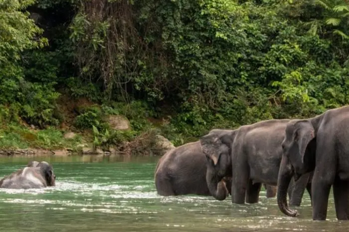 Tangkahan Langkat, the Charm of Exotic and Beautiful Natural Tourism in North Sumatra
